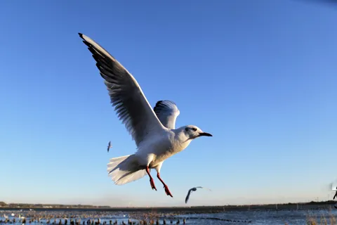 青空を裂く羽音
