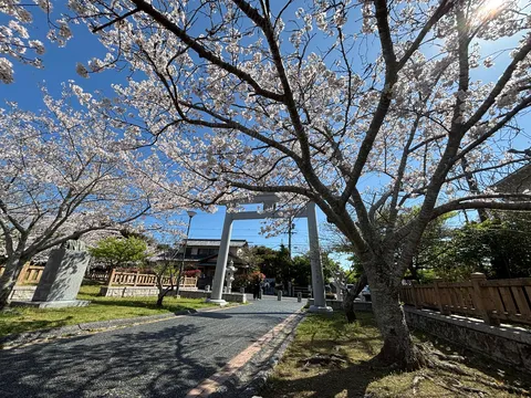 春の鳥居と桜並木