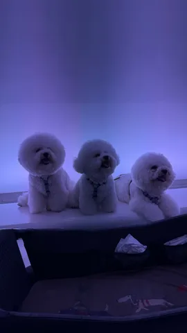 ふわふわ毛玉、集合！