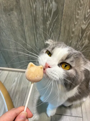 猫ちゃんとおやつの甘い時間