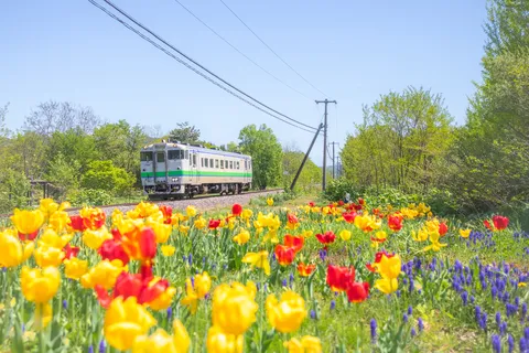 春を駆ける列車とチューリップ