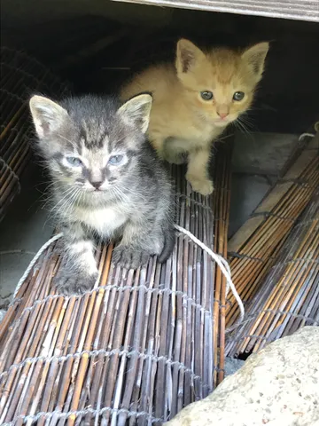 覗き見、子猫の秘密基地