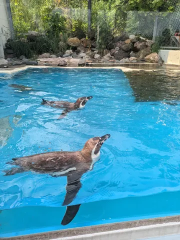気持ちよさそうに泳ぐペンギンたち
