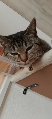 まどろむ猫、ベルの音響かせ
