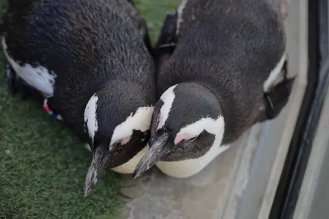 並んでくつろぐペンギンたち