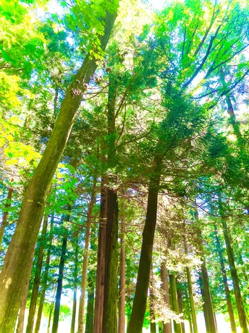 木漏れ日が射す森の緑