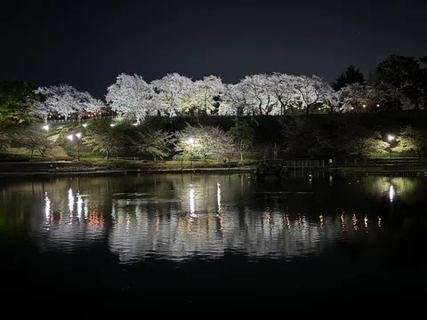 幻想的な夜桜、湖面の映り込み
