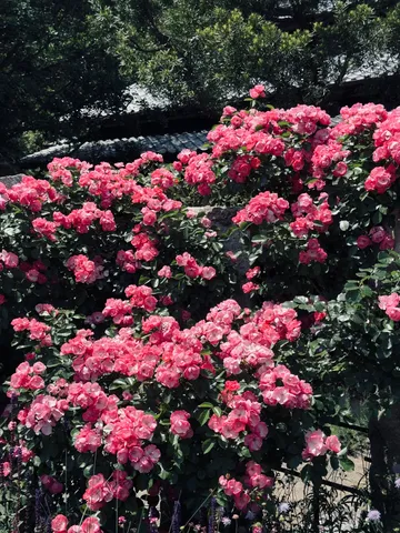 石垣を彩る、鮮やかなピンクのバラ