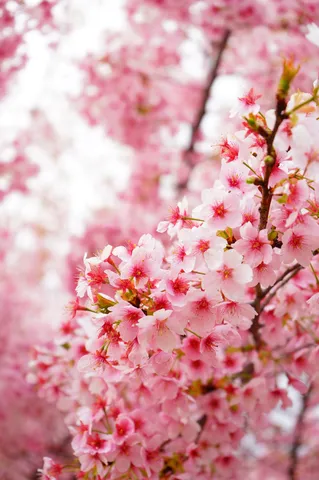 桜色シャワー、降り注ぐ春