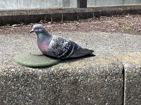 光を宿す街の鳩