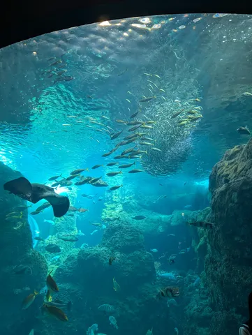 神秘的な水の世界、優雅なエイの舞