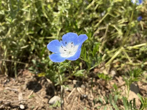 草むらで輝く小さな青い花