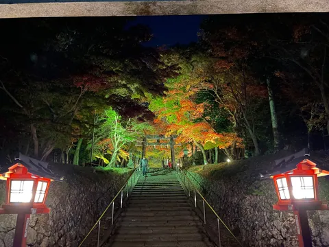 紅葉と灯りが誘う夜の参道
