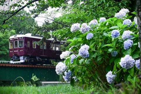 紫陽花鉄道