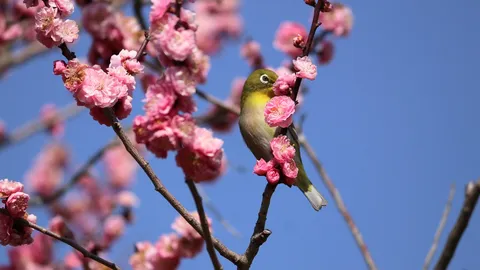 春告げる小鳥と梅の花