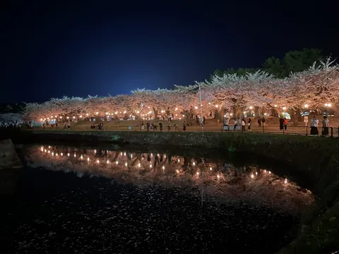 水面に輝く夜桜の灯り