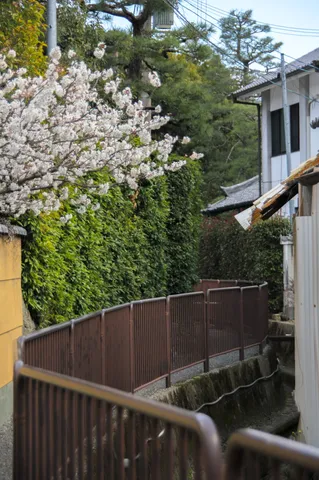路地裏に咲く白桜