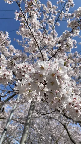 見上げれば広がる桜の絶景
