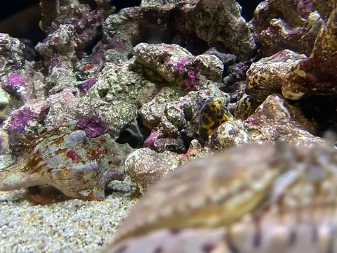 岩陰に潜む、熱帯魚の抜き足差し足