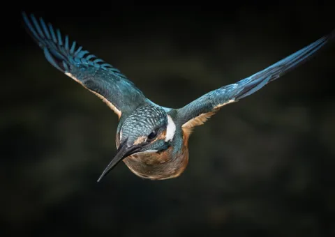 飛翔する宝石、カワセミ