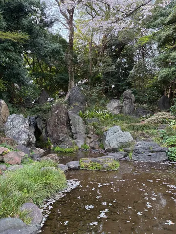 静寂の池に舞う花びら