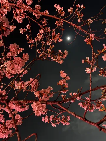 夜桜
