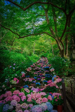 紫陽花が彩る、緑の回廊