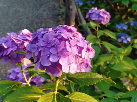 夕陽に照らされる紫陽花