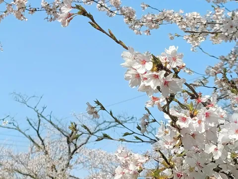 青空に舞う桜の吐息