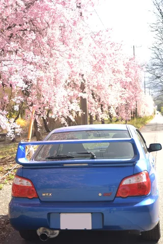 春の風物詩、青いWRX