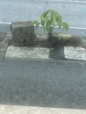 コンクリの上に芽生える緑