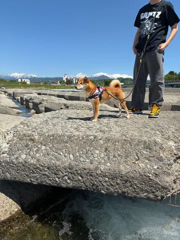 山と柴犬、雄大な自然と小さな相棒