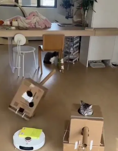 猫ちゃんと箱の知恵比べ