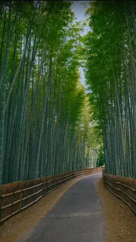 竹林迷宮へようこそ