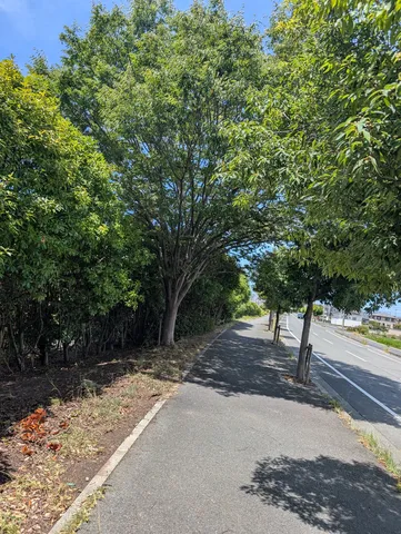 緑陰を歩く道