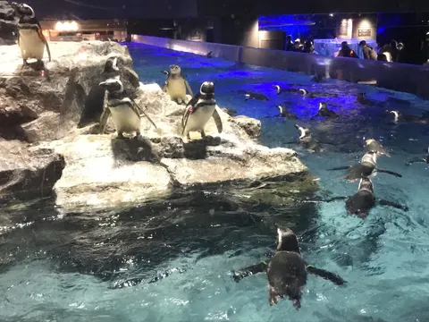 氷の楽園に集う群れ