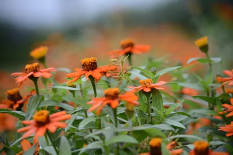 橙色の花畑の風景