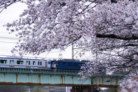 桜彩る鉄橋を渡る列車