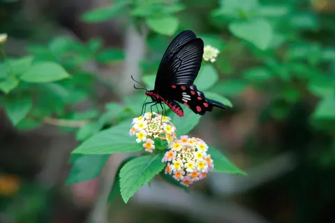黒い羽根の蝶、花の密に酔う