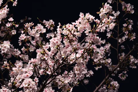 暗闇に咲き誇る淡い桜