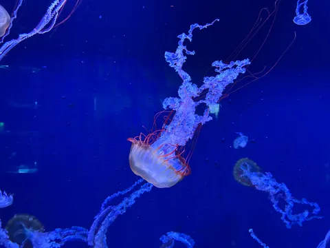 青の世界にきらめく命