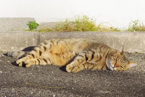 日向ぼっこでまどろむ猫