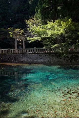 水と木陰の静かな光景