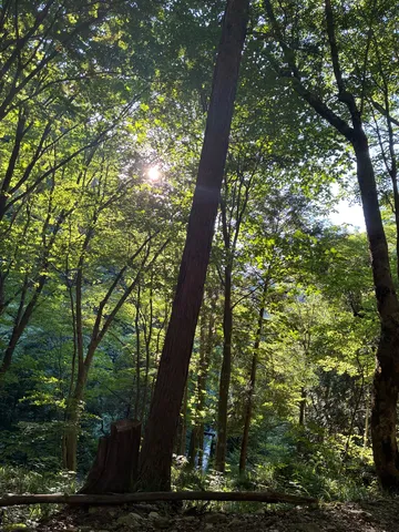 木漏れ日が導く森の奥