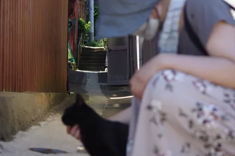 路地裏の猫と、そっと