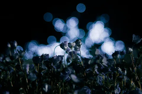 闇夜に咲く、光の粒