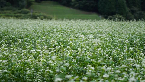 白い波の草原が広がる