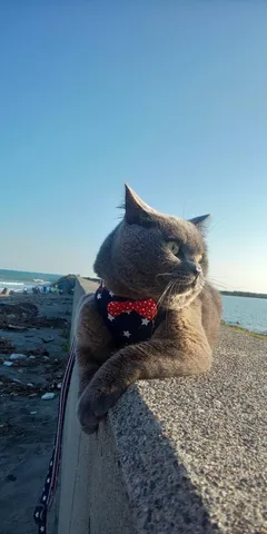 潮風に寄り添う猫の光景