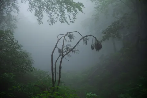 霧に包まれた森の静寂