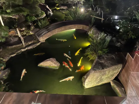 夜の池で泳ぐ色の群れ